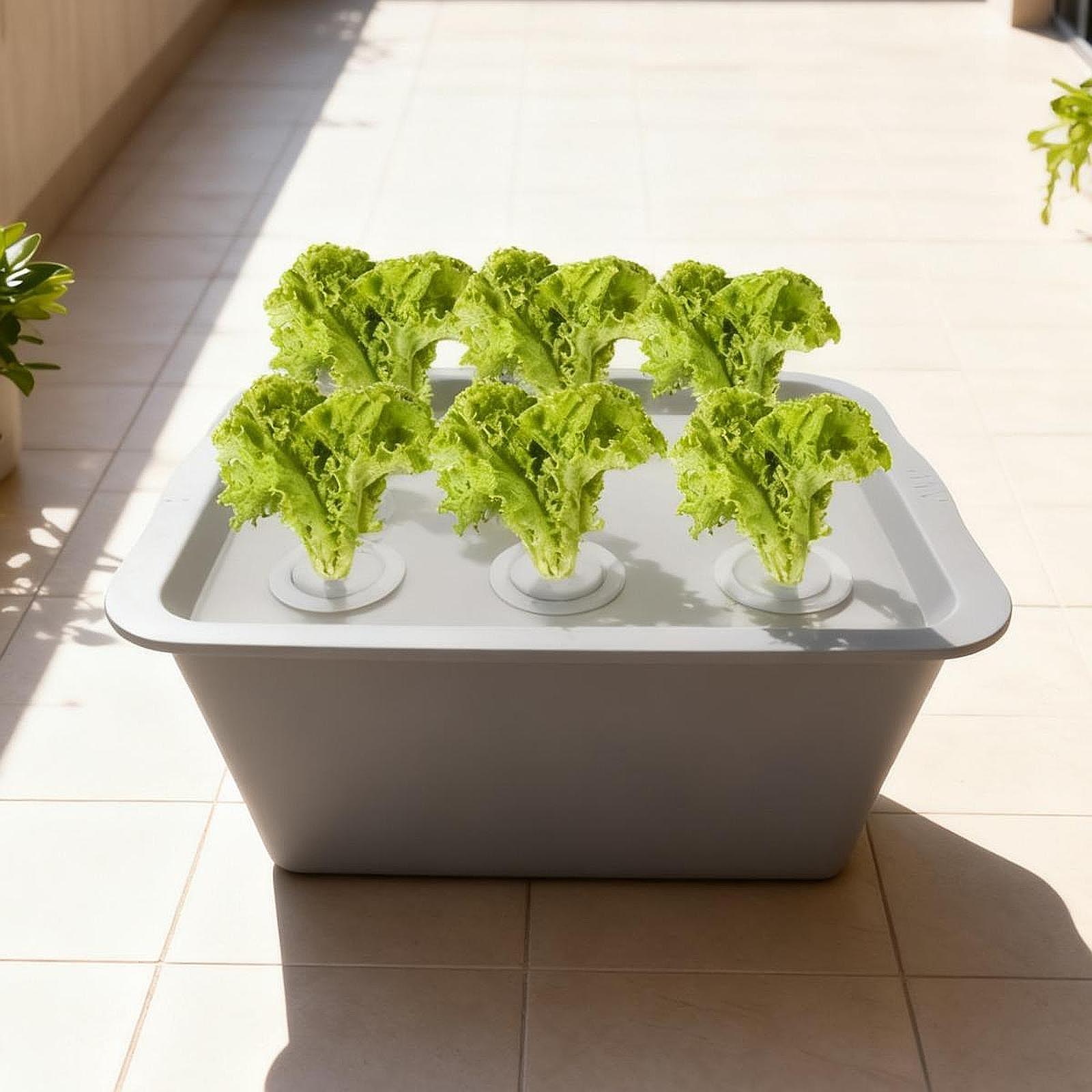 Hydroponic System Growing Box, - Hydroponic System review and price