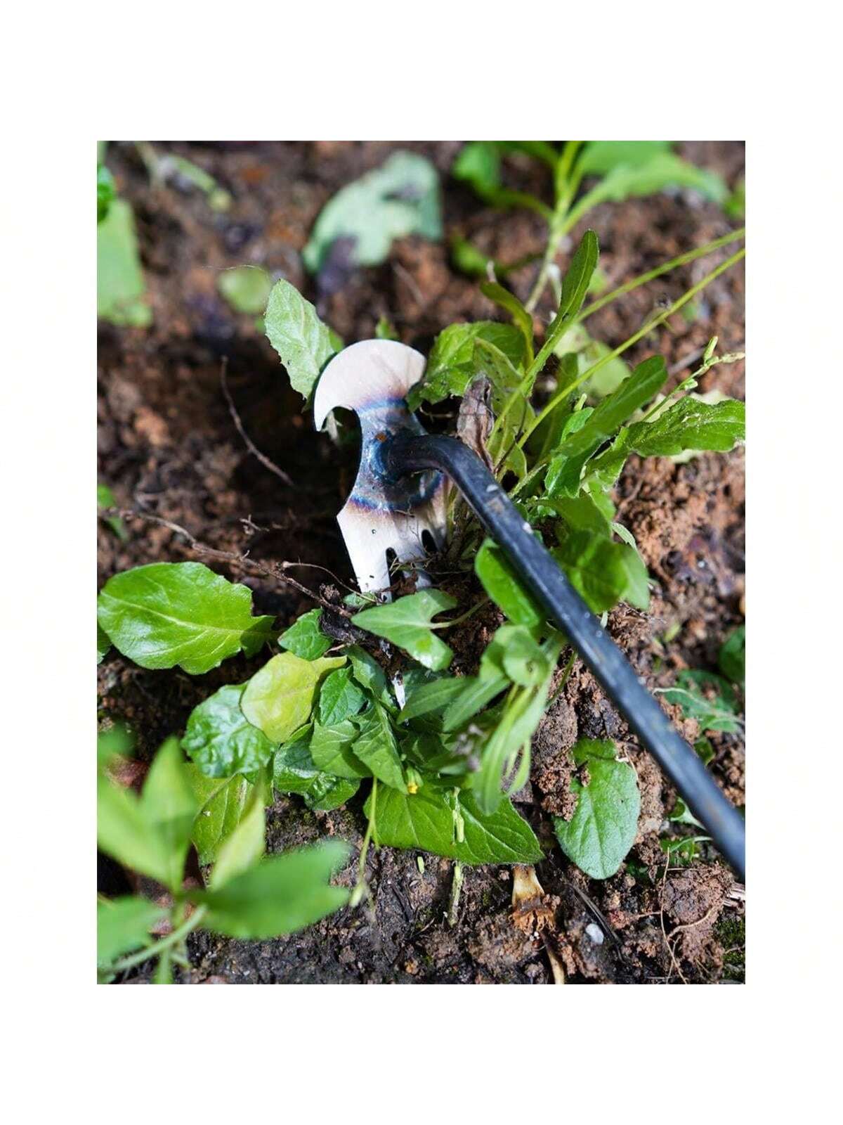 4 Teeths - Multifunctional Han - Gardening Tools For Weeds review and price